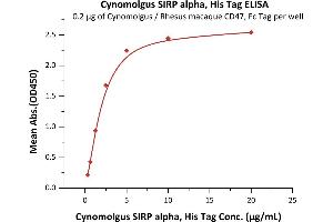 Immobilized Cynomolgus / Rhesus macaque CD47, Fc Tag (ABIN4949053,ABIN4949054) at 2 μg/mL (100 μL/well) can bind Cynomolgus SIRP alpha, His Tag (ABIN5955016,ABIN6253574) with a linear range of 0. (SIRPA Protein (AA 31-370) (His tag))