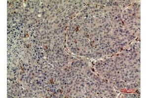 Immunohistochemistry (IHC) analysis of paraffin-embedded Human Liver, antibody was diluted at 1:100. (Thrombopoietin 抗体  (Internal Region))