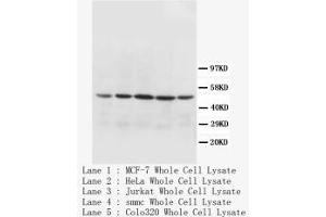 Image no. 1 for anti-Cytochrome C Oxidase Subunit I (COX1) (N-Term) antibody (ABIN1495194) (COX1 抗体  (N-Term))