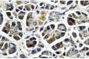 Immunohistochemistry (IHC) analyzes of NDUFA8 antibody in paraffin-embedded human pancreas tissue. (NDUFA8 抗体)