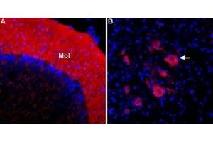 Expression of ASIC2a in rat cerebellum and spinal cord - Immunohistochemical staining of perfusion-fixed frozen rat brain and spinal cord sections using Anti-ASIC2a-ATTO Fluor-594 Antibody (ABIN7042912), (1:60).