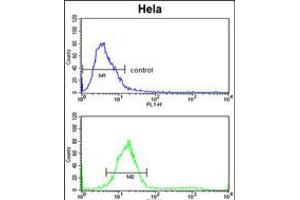Flow cytometric analysis of Hela cells (bottom histogram) compared to a negative control cell (top histogram). (TECPR1 抗体  (C-Term))
