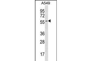 ES Antibody (C-term) (ABIN1536961 and ABIN2850080) western blot analysis in A549 cell line lysates (35 μg/lane). (ESAM 抗体  (C-Term))