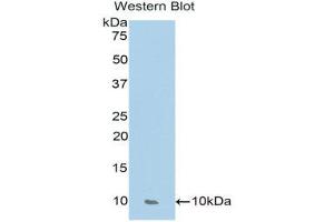 Western Blotting (WB) image for anti-Chemokine (C-C Motif) Ligand 17 (CCL17) (AA 27-93) antibody (ABIN1174785) (CCL17 抗体  (AA 27-93))