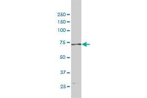 POLA2 monoclonal antibody (M01), clone 2F11 Western Blot analysis of POLA2 expression in Hela .