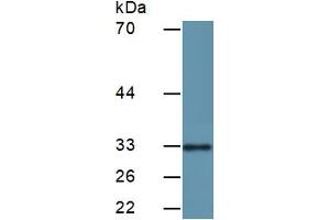 Detection antibody from the kit in WB with Positive Control:  Sample Human HeLa Cells. (CDK2 ELISA 试剂盒)