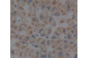 Immunohistochemistry (IHC) image for anti-Protein S (PROS) (AA 301-476) antibody (ABIN1175271)