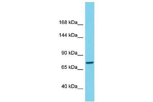 Western Blotting (WB) image for anti-Chromosome 1 Open Reading Frame 112 (C1ORF112) (C-Term) antibody (ABIN2791131) (C1orf112 抗体  (C-Term))