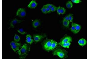 Immunofluorescent analysis of MCF-7 cells using ABIN7165213 at dilution of 1:100 and Alexa Fluor 488-congugated AffiniPure Goat Anti-Rabbit IgG(H+L) (CNIH3 抗体  (AA 94-138))