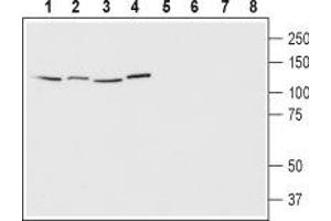 Western blot analysis of human Jurkat T cell leukemia cells (lanes 1 and 5), human HeLa cervix adenocarcinoma cells (lanes 2 and 6), human SH-SY5Y neuroblastoma cells (lanes 3 and 7) and human MCF-7 breast adenocarcinoma cells (lanes 4 and 8): - 1-4. (EPHA1 抗体  (Extracellular))