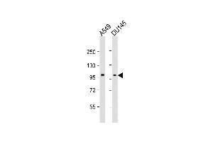 All lanes : Anti-SEB Antibody (C-term) at 1:2000 dilution Lane 1: A549 whole cell lysates Lane 2: D whole cell lysates Lysates/proteins at 20 μg per lane.