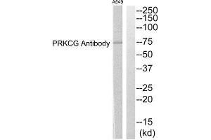 Western Blotting (WB) image for anti-Protein Kinase C, gamma (PRKCG) (Internal Region) antibody (ABIN1852722) (PKC gamma 抗体  (Internal Region))