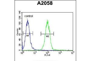 Flow cytometric analysis of A2058 cells (right histogram) compared to a negative control cell (left histogram). (Annexin a1 抗体  (AA 129-158))