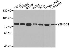 Western blot analysis of extracts of various cell lines, using YTHDC1 antibody. (YTHDC1 抗体)