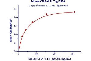 Immobilized Mouse B7-1, His Tag  with a linear range of 0. (CD80 Protein (CD80) (AA 38-245) (His tag))