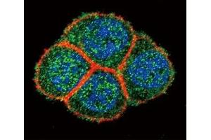 Confocal immunofluorescent analysis of HNF4A antibody with HeLa cells followed by Alexa Fluor 488-conjugated goat anti-rabbit lgG (green). (HNF4A 抗体  (AA 281-312))
