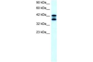 Western Blotting (WB) image for anti-Acetyl-CoA Acetyltransferase 2 (ACAT2) antibody (ABIN2460577) (ACAT2 抗体)