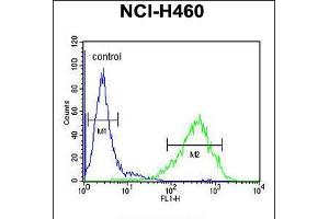 Flow cytometric analysis of NCI-H460 cells (right histogram) compared to a negative control cell (left histogram). (RAB3IL1 抗体  (C-Term))