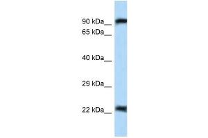 WB Suggested Anti-Uhrf2 Antibody Titration: 1. (UHRF2 抗体  (N-Term))
