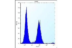 PSL1 Antibody (N-term) 12400a flow cytometric analysis of Jurkat cells (right histogram) compared to a negative control cell (left histogram).