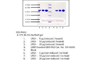 Gel Scan of Leucine-rich Alpha 2 Glycoprotein-1 (LRG1), Human Plasma  This information is representative of the product ART prepares, but is not lot specific. (LRG1 蛋白)
