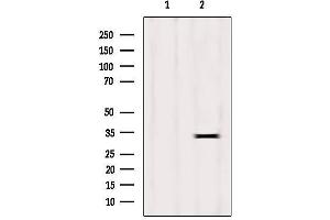 Western blot analysis of extracts from HepG2, using Histone H1. (HIST1H1C 抗体  (N-Term))