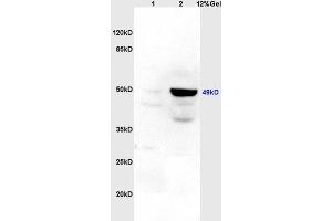 Lane 1: rat brain lysates Lane 2: rat heart lysates probed with Anti Legumain Polyclonal Antibody, Unconjugated (ABIN750958) at 1:200 in 4 °C. (LGMN 抗体  (AA 201-300))