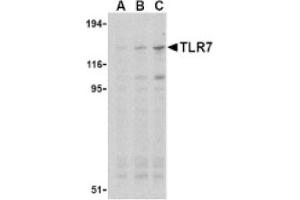 Image no. 1 for anti-Toll-Like Receptor 7 (TLR7) (Middle Region) antibody (ABIN265146) (TLR7 抗体  (Middle Region))