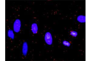 Proximity Ligation Analysis of protein-protein interactions between BCL2L1 and CASP9. (Caspase 9 抗体  (AA 1-416))