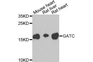 Western blot analysis of extracts of various cells, using GATC antibody. (GATC 抗体)