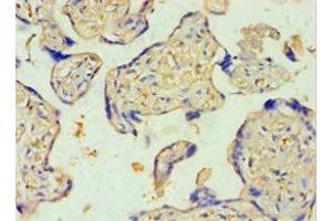 Immunohistochemistry of paraffin-embedded human placenta tissue using ABIN7170965 at dilution of 1:100 (SULT2B1 抗体  (AA 1-365))