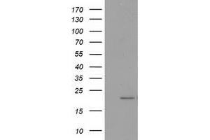 HEK293T cells were transfected with the pCMV6-ENTRY control (Left lane) or pCMV6-ENTRY PDF (Right lane) cDNA for 48 hrs and lysed. (GDF15 抗体)