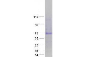 Validation with Western Blot (CD300LG Protein (Transcript Variant 4) (Myc-DYKDDDDK Tag))