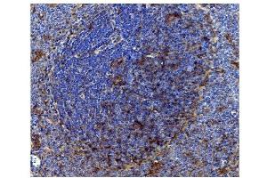 IHC analysis of CD82 using anti-CD82 antibody (ABIN7601301). (CD82 抗体  (AA 32-266))