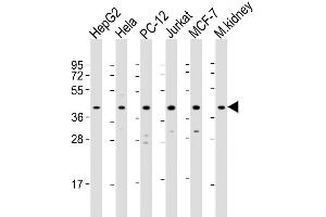 Western Blot at 1:2000 dilution Lane 1: HepG2 whole cell lysate Lane 2: Hela whole cell lysate Lane 3: PC-12 whole cell lysate Lane 4: Jurkat whole cell lysate Lane 5: MCF-7 whole cell lysate Lane 6: mouse kidney lysate Lysates/proteins at 20 ug per lane. (MAPK14 抗体  (AA 301-330))