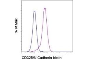 Image no. 1 for anti-Cadherin 2 (CDH2) antibody (Biotin) (ABIN474517) (N-Cadherin 抗体  (Biotin))
