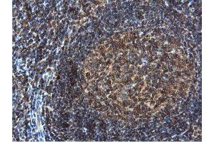 Image no. 6 for anti-Dual Specificity Phosphatase 23 (DUSP23) antibody (ABIN1497930) (DUSP23 抗体)