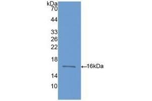 Detection of Recombinant BMP6, Rat using Polyclonal Antibody to Bone Morphogenetic Protein 6 (BMP6) (BMP6 抗体  (AA 375-502))