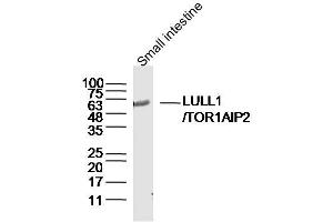 Mouse small intestine lysates probed with TOR1AIP2 Polyclonal Antibody, Unconjugated  at 1:300 dilution and 4˚C overnight incubation.
