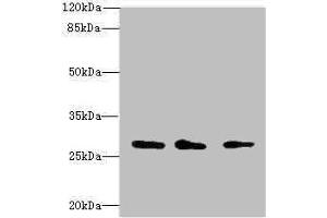 Western blot All lanes: CAPNS1 antibody at 1. (Calpain S1 抗体  (AA 69-268))