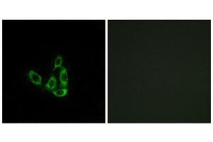Immunofluorescence (IF) image for anti-Glucosaminyl (N-Acetyl) Transferase 3, Mucin Type (GCNT3) (Internal Region) antibody (ABIN1850890) (GCNT3 抗体  (Internal Region))