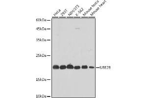 Western blot analysis of extracts of various cell lines, using UBE2B antibody (ABIN7271173) at 1:1000 dilution. (UBE2B 抗体)