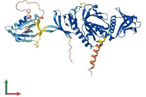 Protein Structure (PS) image for Syntrophin, gamma 1 (SNTG1) (AA 1-517) protein (His tag) (ABIN7560269)