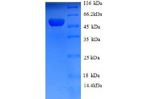 SDS-PAGE (SDS) image for Hydroxyacylglutathione Hydrolase (HAGH) (AA 50-308), (partial) protein (GST tag) (ABIN1047187)