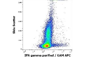 Flow cytometry intracellular staining pattern of human PHA stimulated and Brefeldin A treated peripheral blood mononuclear cells stained using anti-IFN gamma (4S. (Interferon gamma 抗体)
