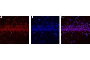 Expression of CALHM1 in rat hippocampus - Immunohistochemical staining of rat hippocampus using Anti-CALHM1-ATTO Fluor-594 Antibody (ABIN7043014). (CALHM1 抗体  (C-Term, Intracellular) (Atto 594))