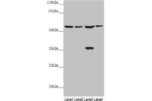 SLC1A5 抗体  (AA 1-100)