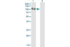 Western Blotting (WB) image for anti-UV Radiation Resistance Associated Gene (UVRAG) (AA 601-699) antibody (ABIN521294)