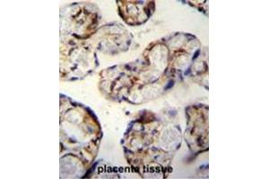 ANGPTL1 antibody (N-term) immunohistochemistry analysis in formalin fixed and paraffin embedded human placenta tissue followed by peroxidase conjugation of the secondary antibody and DAB staining. (Angiopoietin 4 抗体  (N-Term))