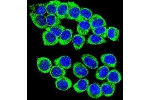 Confocal immunofluorescent analysis of ANKRD34B Antibody (C-term)(Cat#AP50185PU-N) with 293 cell followed by Alexa Fluor 488-conjugated goat anti-rabbit lgG (green). (ANKRD34B 抗体  (C-Term))